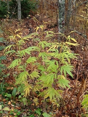Jacobaea cannabifolia