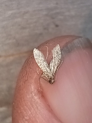Tineinae