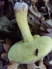 Xerocomellus chrysenteron