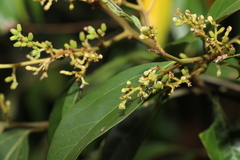 Cryptocarya triplinervis