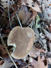 Xerocomellus chrysenteron