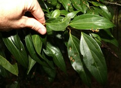 Cryptocarya triplinervis