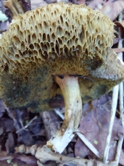 Xerocomellus chrysenteron