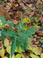 Jacobaea cannabifolia