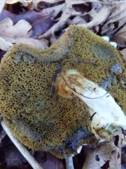 Xerocomellus chrysenteron