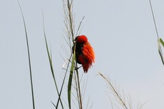 Euplectes franciscanus