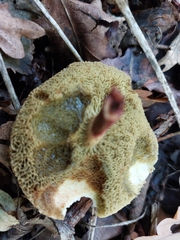 Xerocomellus chrysenteron
