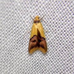 Hemibela oxyptera