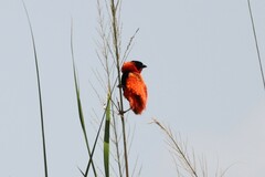 Euplectes franciscanus