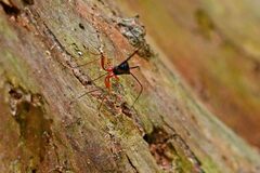 Ephialtes manifestator