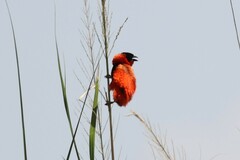 Euplectes franciscanus