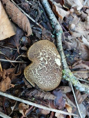 Xerocomellus chrysenteron