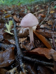 Mycena rosea