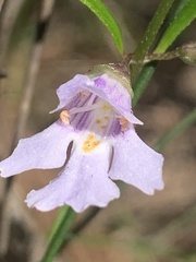 Prostanthera junonis