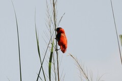 Euplectes franciscanus