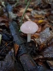 Mycena rosea