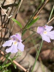 Prostanthera junonis