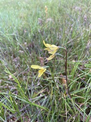 Diuris chryseopsis