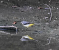 Motacilla cinerea patriciae