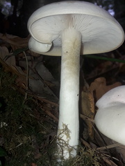 Hygrophorus eburneus