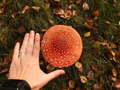 Amanita muscaria