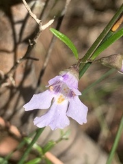 Prostanthera junonis