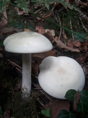 Hygrophorus eburneus