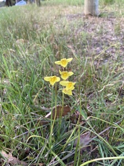 Diuris chryseopsis