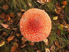 Amanita muscaria