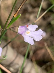 Prostanthera junonis