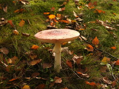 Amanita muscaria