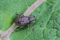 Liophloeus tessulatus
