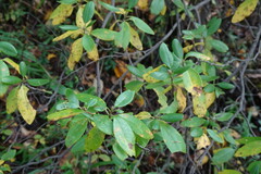 Rhododendron dauricum
