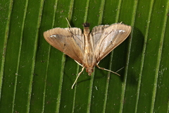 Diaphania fumosalis