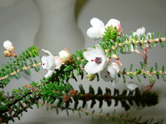 Erica corydalis