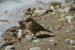 Cinclodes albiventris