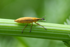 Lixus iridis
