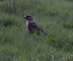 Buteo buteo rothschildi