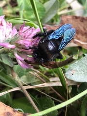 Xylocopa