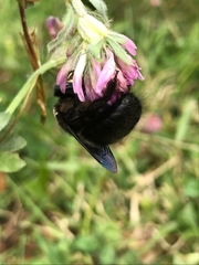 Xylocopa