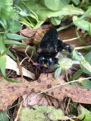 Xylocopa