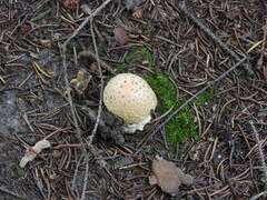 Amanita muscaria