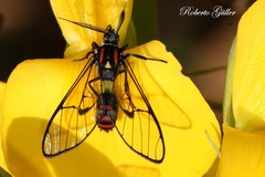 Argyroeides strigula
