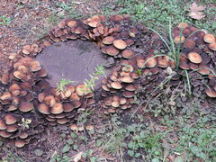 Hypholoma fasciculare