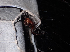 Steatoda nobilis
