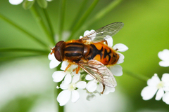 Parhelophilus versicolor