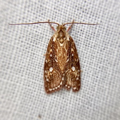 Euchaetis metallota