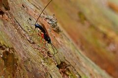 Ephialtes manifestator