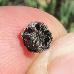 Leipoldtia schultzei