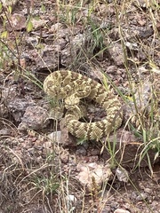 Crotalus molossus molossus
